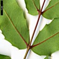 SpeciesSub: 'Undulata' (M.aquifolium × M.pinnata)